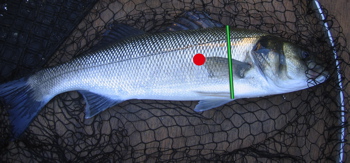 image: photo of a bass showing scale removal area
