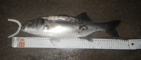 A Bass caught on a Senko