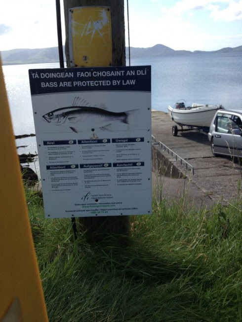 In Ireland there is no commercial exploitation of bass stocks and anglers have bag and size limits.