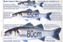 EAA - Conservation of sea-bass - debate in European Parliament