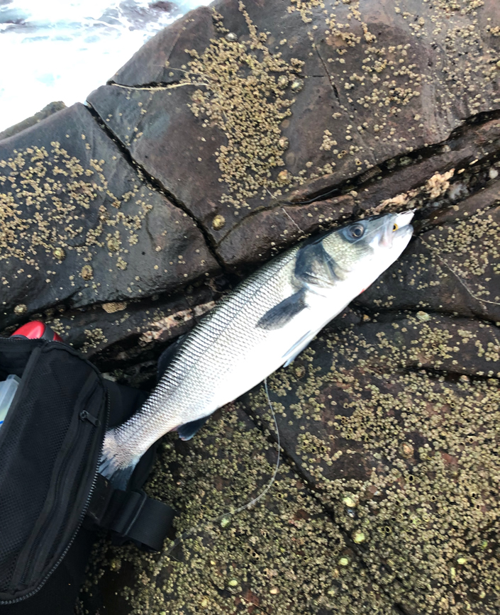 A Weeks Bassing In Portugal Part 1 Bass Anglers’ Sportfishing Society