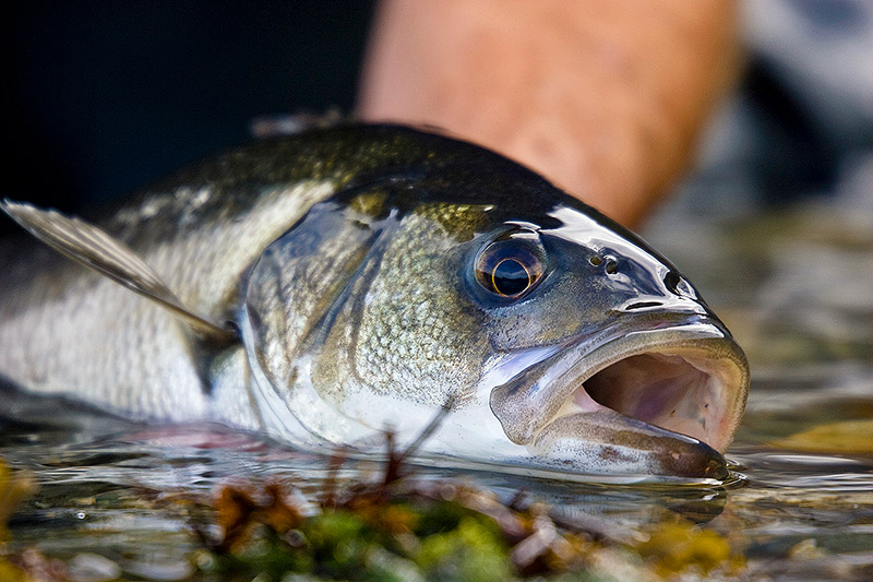 Hayling Bass Bass Anglers’ Sportfishing Society