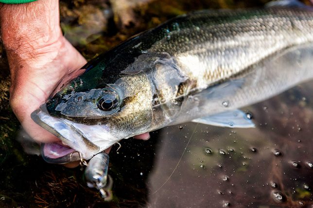 Splash, Splosh, Wallop! – Bass Anglers' Sportfishing Society