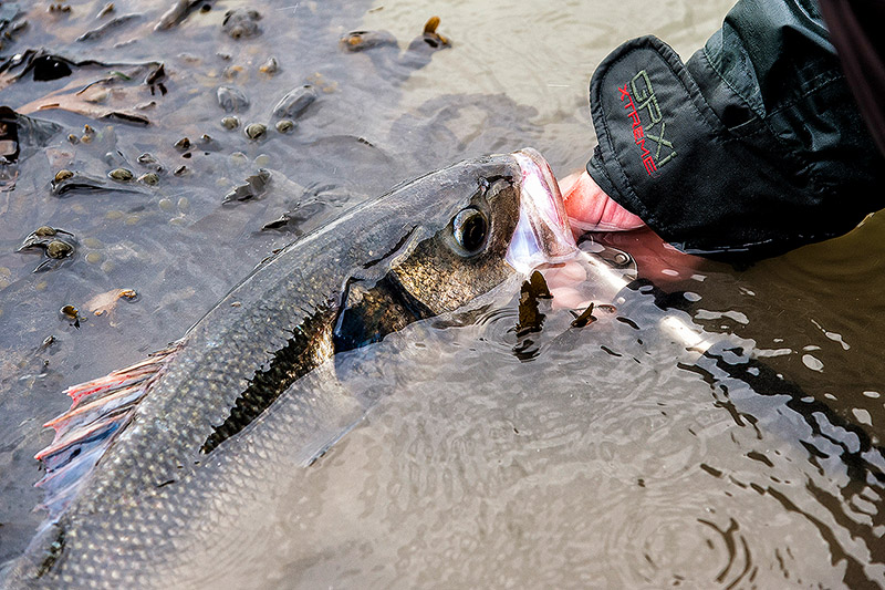 Flycasting Tackle Bass Anglers’ Sportfishing Society