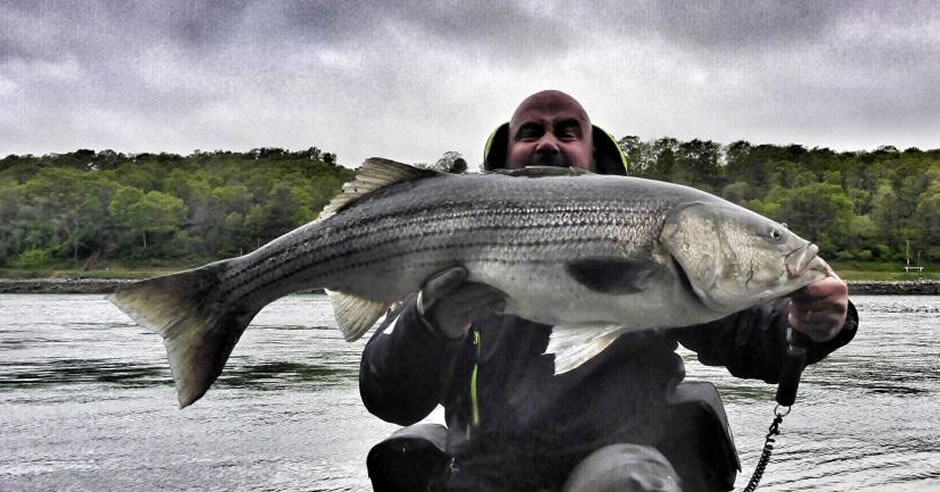 So What Exactly Is A Striped Bass? – Bass Anglers' Sportfishing