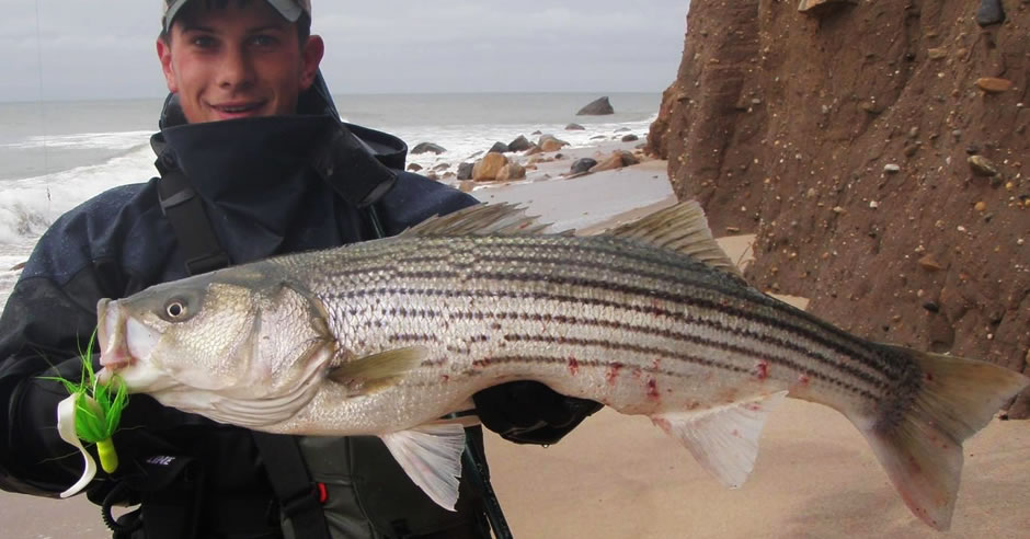 Swimming With Stripers – Bass Anglers' Sportfishing Society