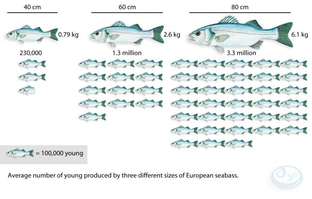 The Life Cycle Of Bass – Bass Anglers' Sportfishing Society