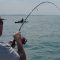 Shallow Reef Boat Bass Fishing